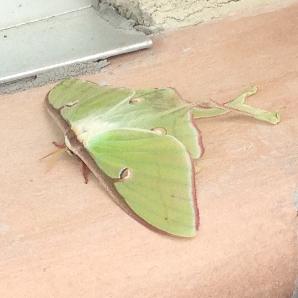 Meet your Posher, Tracy